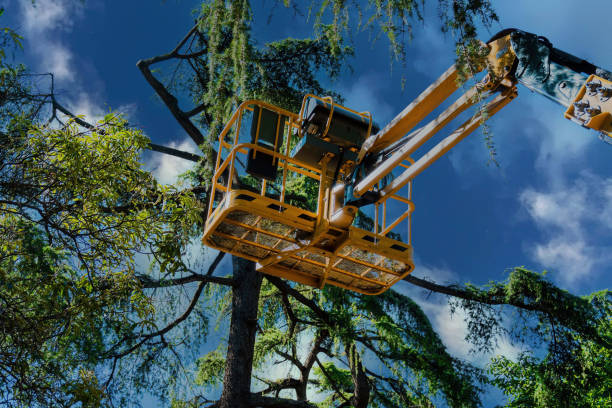 Reliable Calistoga, CA Tree Service Solutions